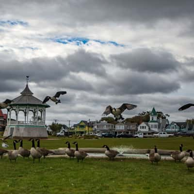 Pacific Park Canadian Geese Oak Bluffs Martha's Vineyard, USA