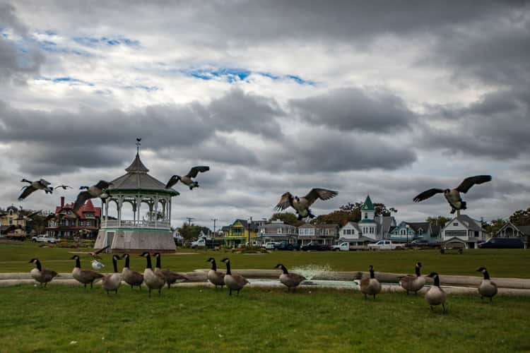 Pacific Park Canadian Geese Oak Bluffs Martha's Vineyard