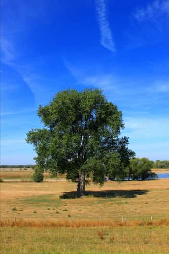 Cycle path along the Rhine