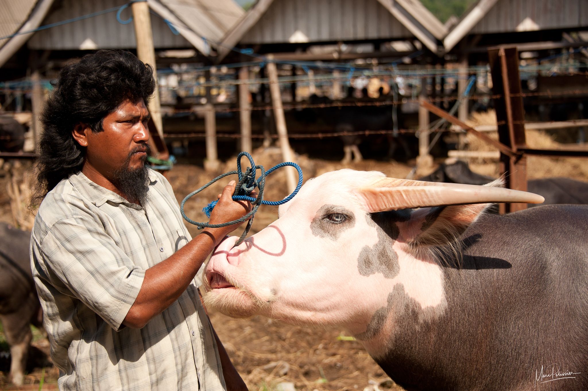 Rante Pao Buffalo market, Indonesia