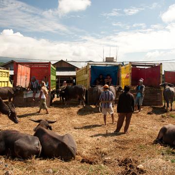 Rante Pao Buffalo market, Indonesia