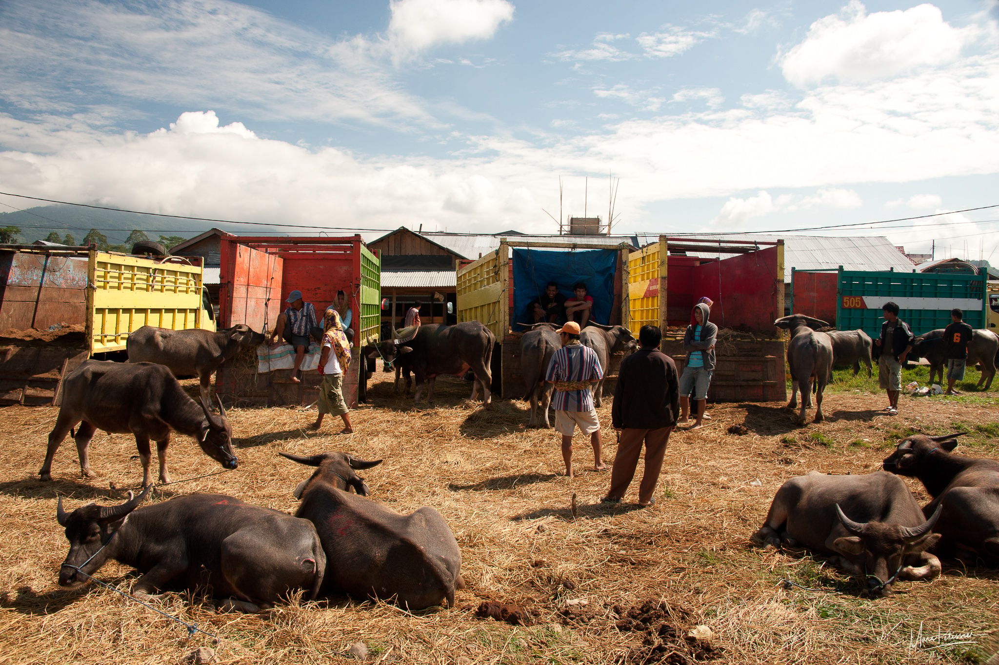 Rante Pao Buffalo market, Indonesia