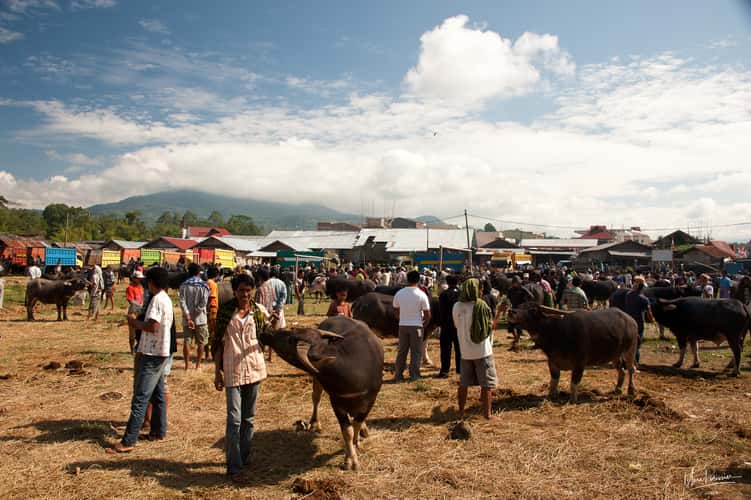 Rante Pao Buffalo market