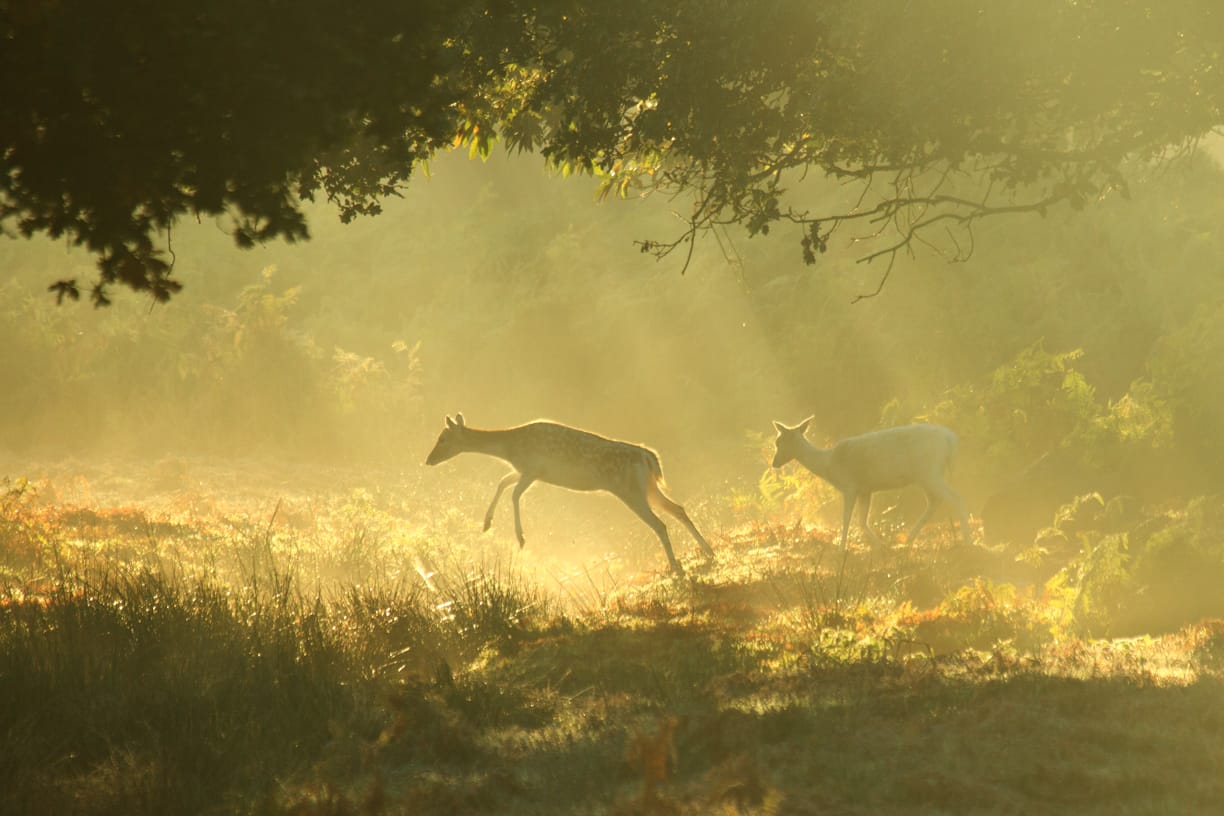 Red and Fallow deer at Bradgate Park, United Kingdom