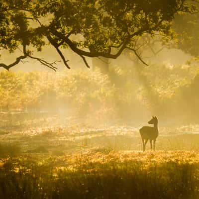 Red and Fallow deer at Bradgate Park, United Kingdom