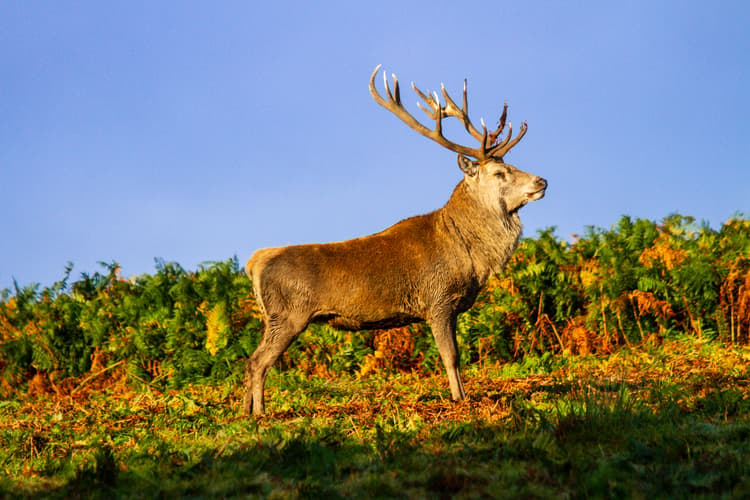 fallow deer - Top Spots for this Photo Theme