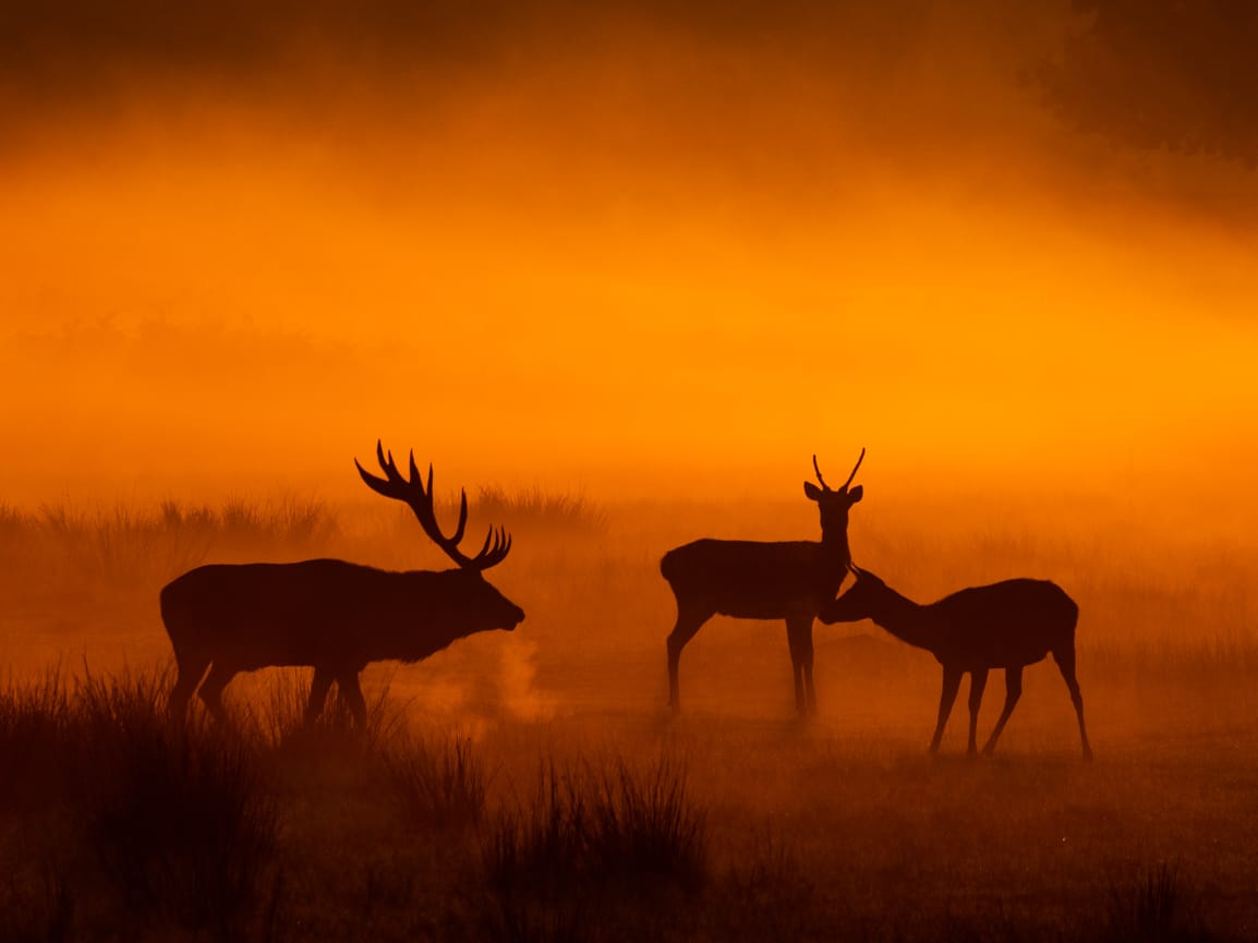 Red and Fallow deer at Bradgate Park, United Kingdom
