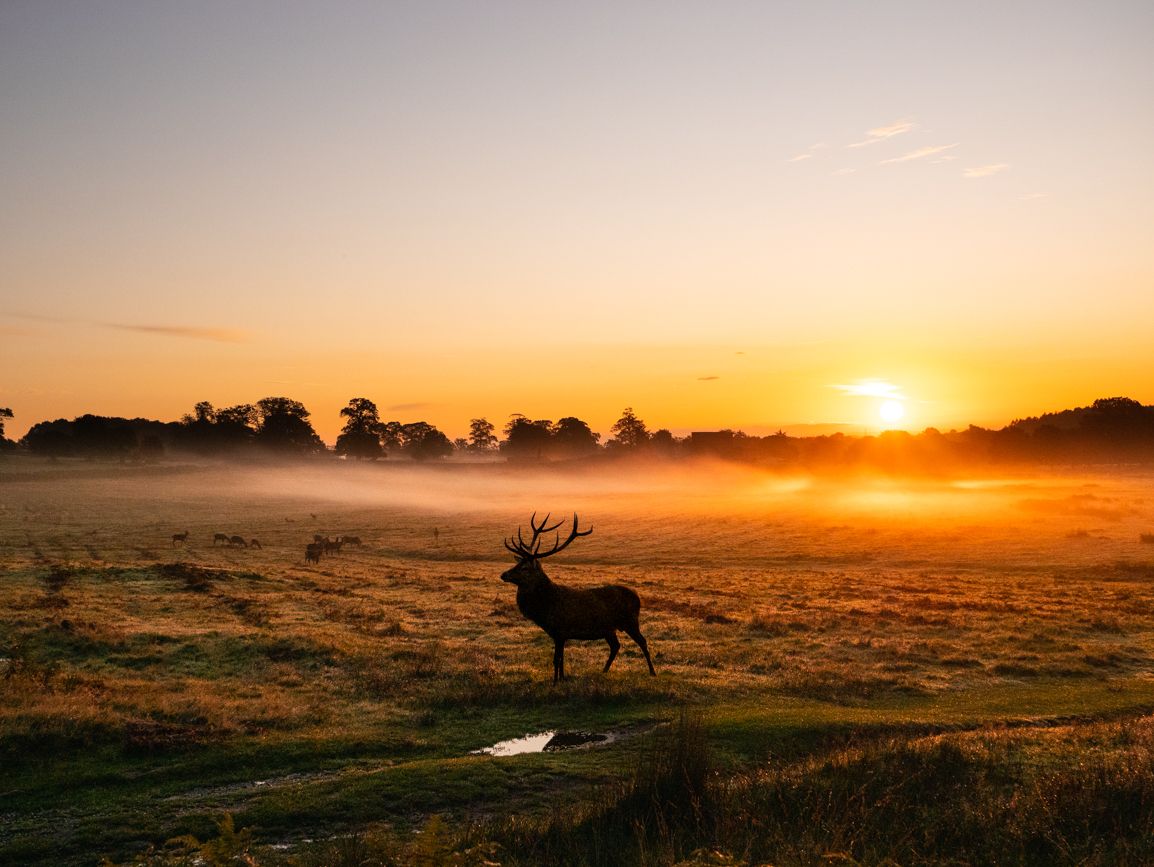 Red and Fallow deer at Bradgate Park, United Kingdom