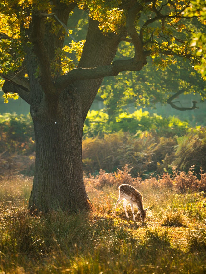 Red and Fallow deer at Bradgate Park, United Kingdom
