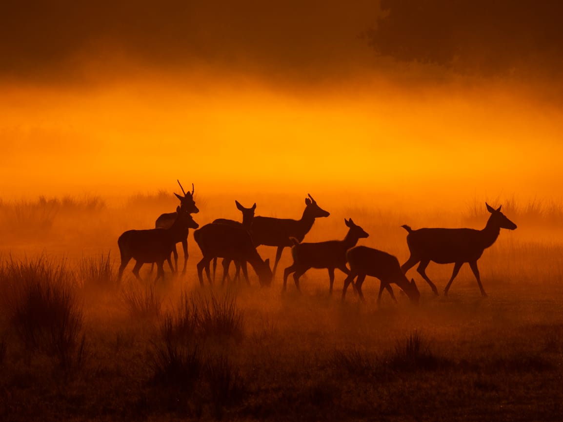 Red and Fallow deer at Bradgate Park, United Kingdom