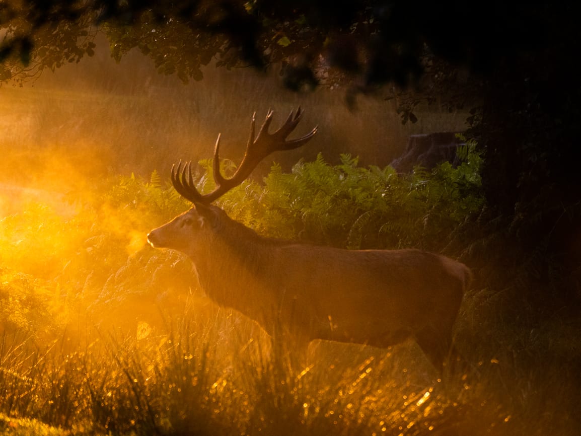 Red and Fallow deer at Bradgate Park, United Kingdom