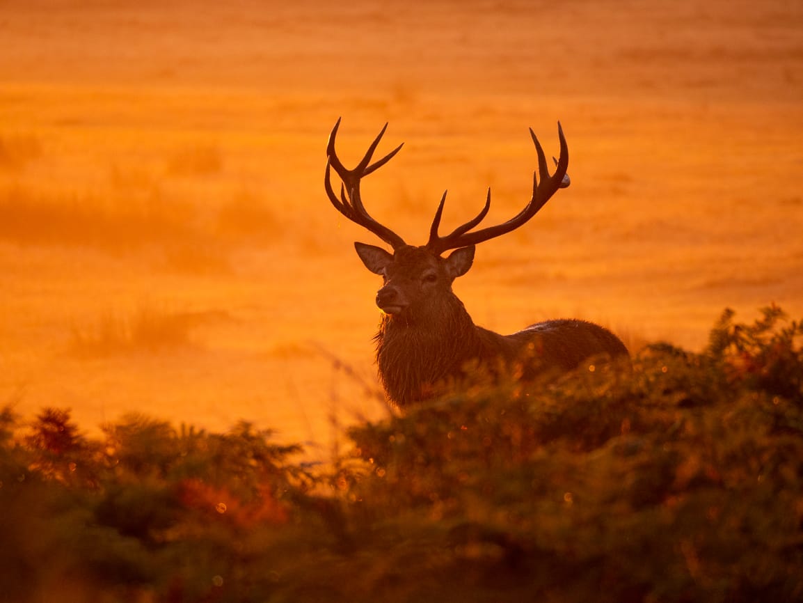 Red and Fallow deer at Bradgate Park, United Kingdom