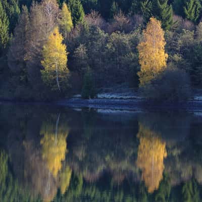 Reflections of trees, Germany