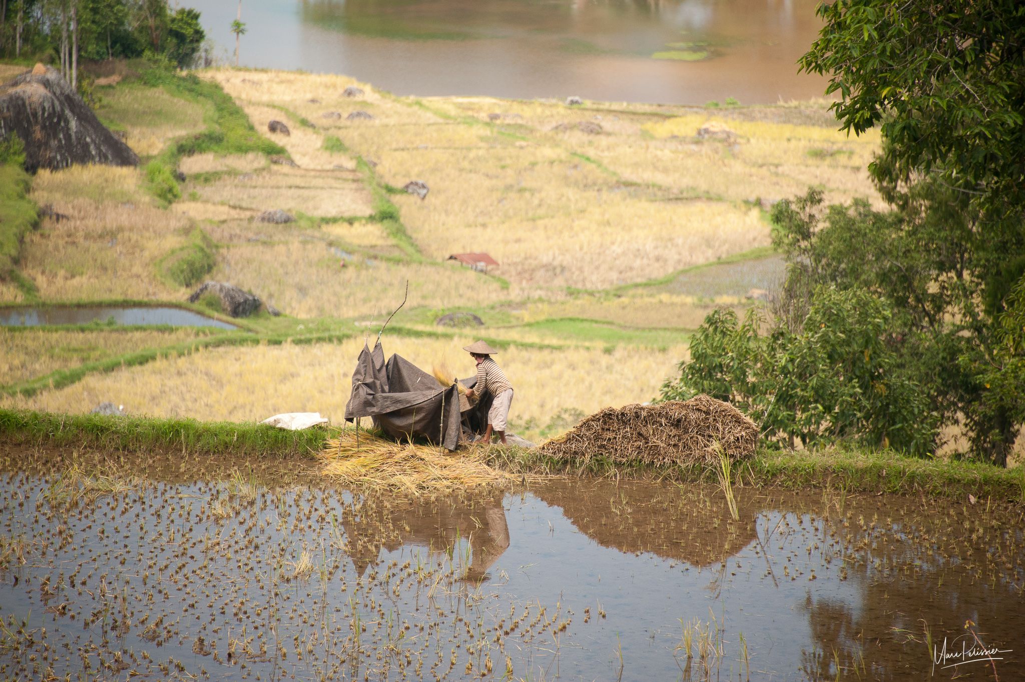 Rice work along the field, Indonesia