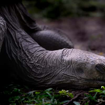 Schildkröten, Mauritius