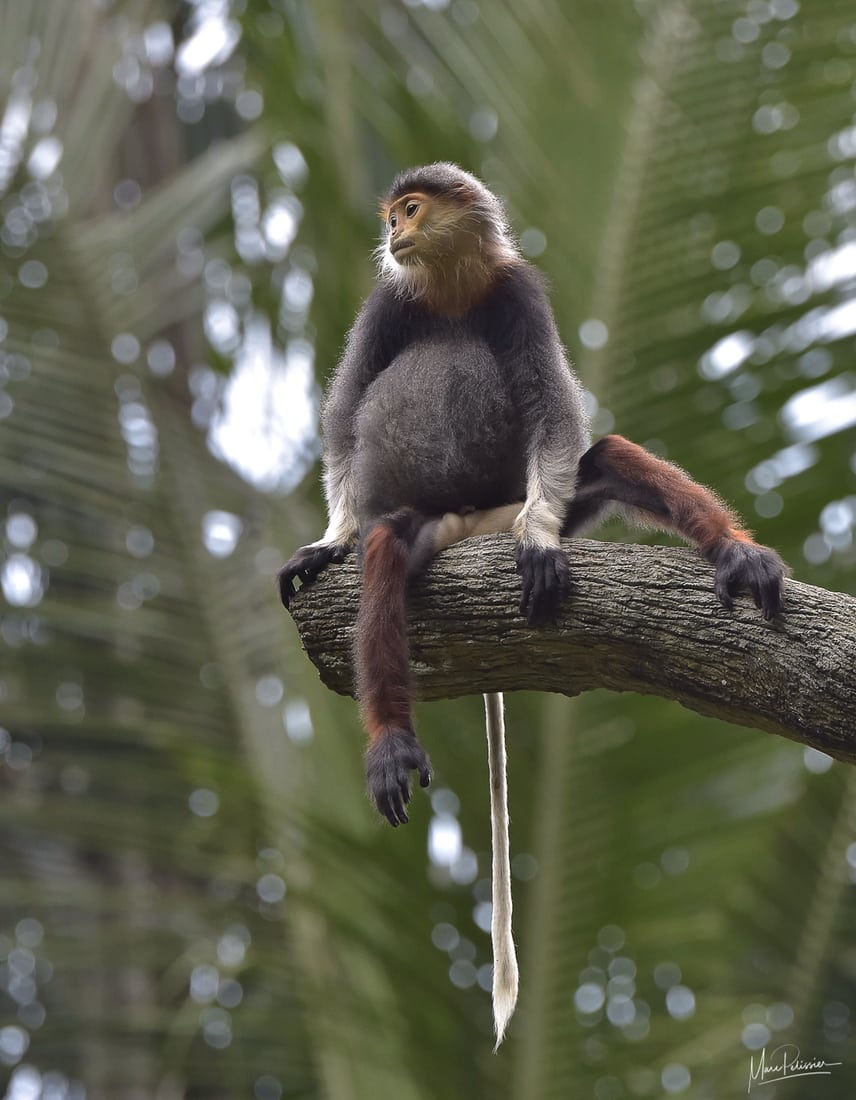 singapore zoo monkey enclosure