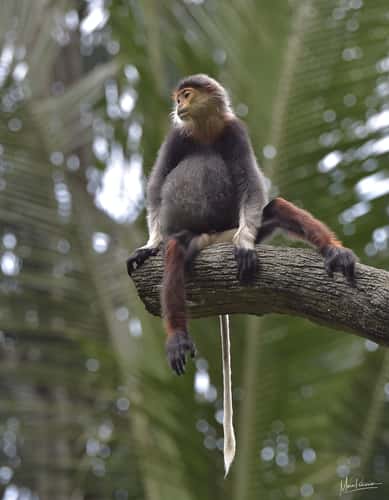 Monkey section, Singapore Zoo