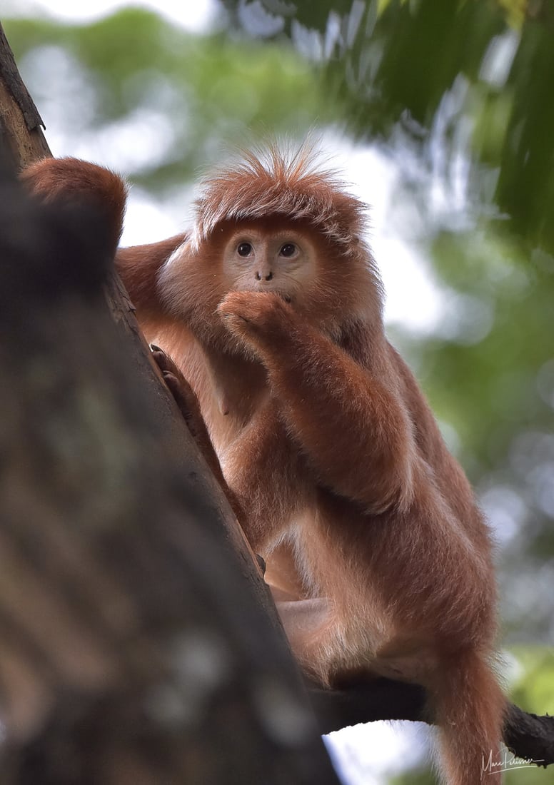 singapore zoo monkey name