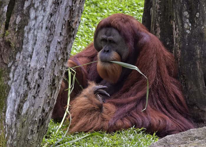Monkey section, Singapore Zoo
