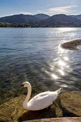 Tegernsee Swan