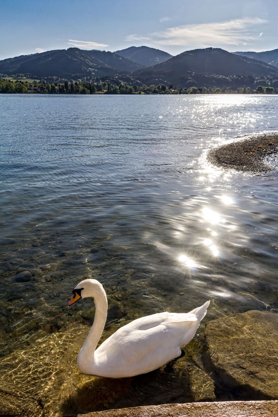 Tegernsee Swan, Germany