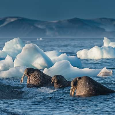 The walrus island, Svalbard & Jan Mayen Islands