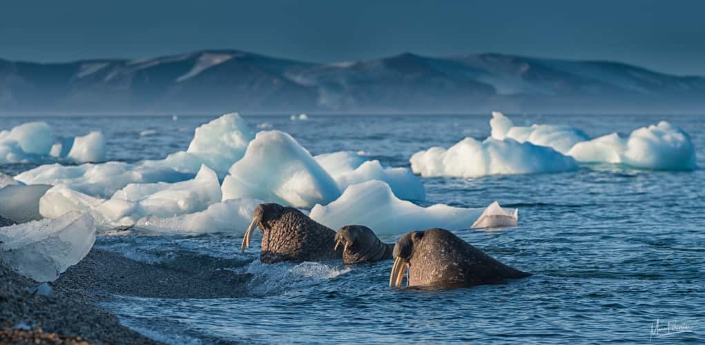 The walrus island