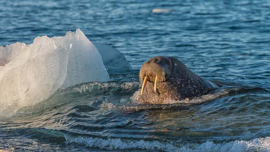 The walrus island