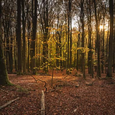 Tiergarten, Germany