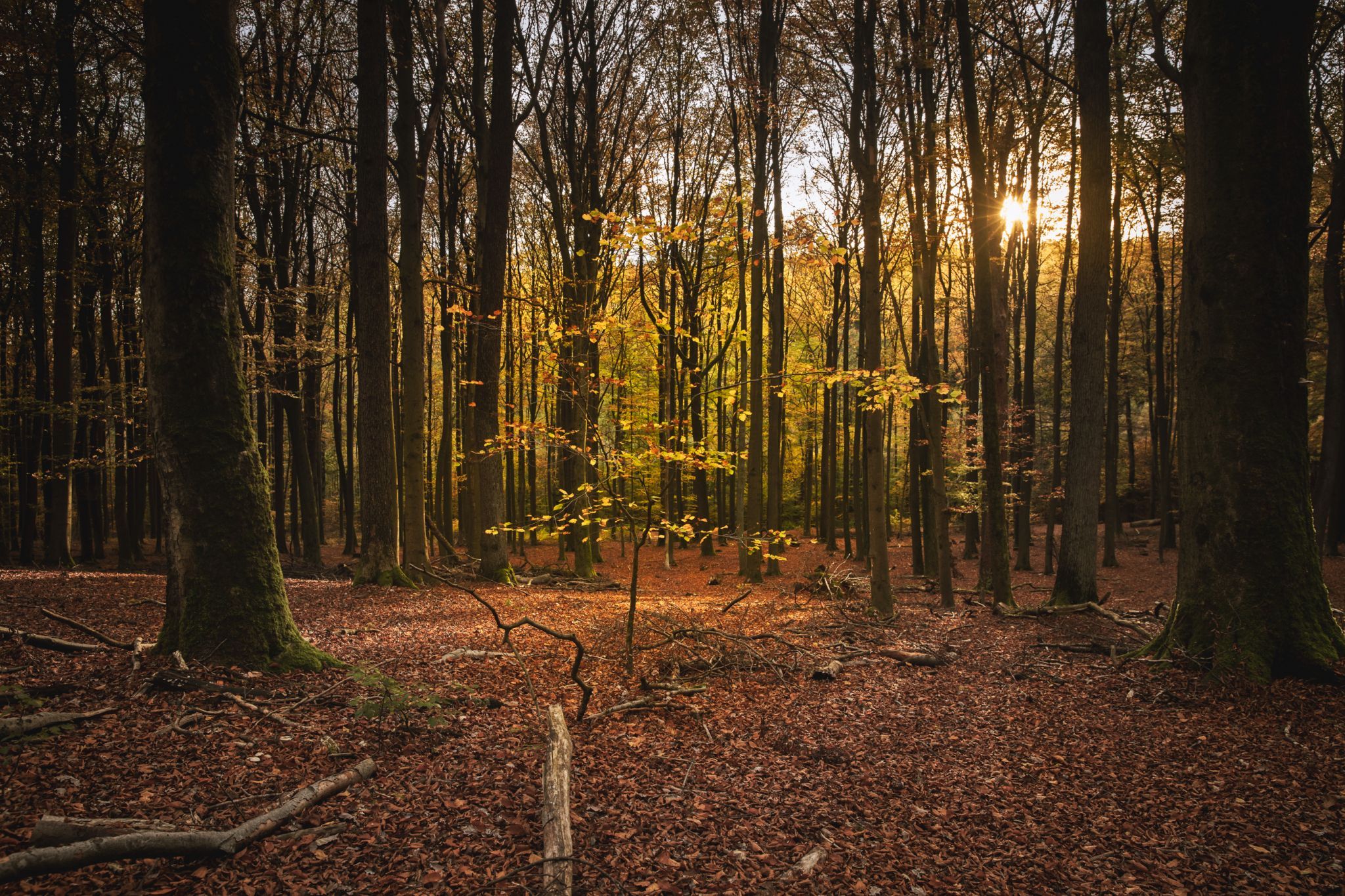 Tiergarten, Germany