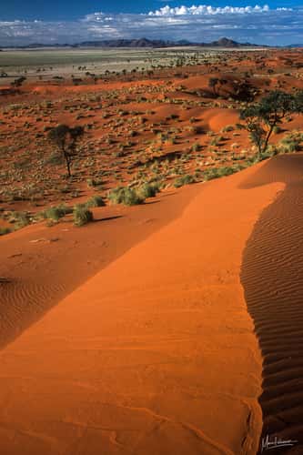 Tok tokkie Panorama