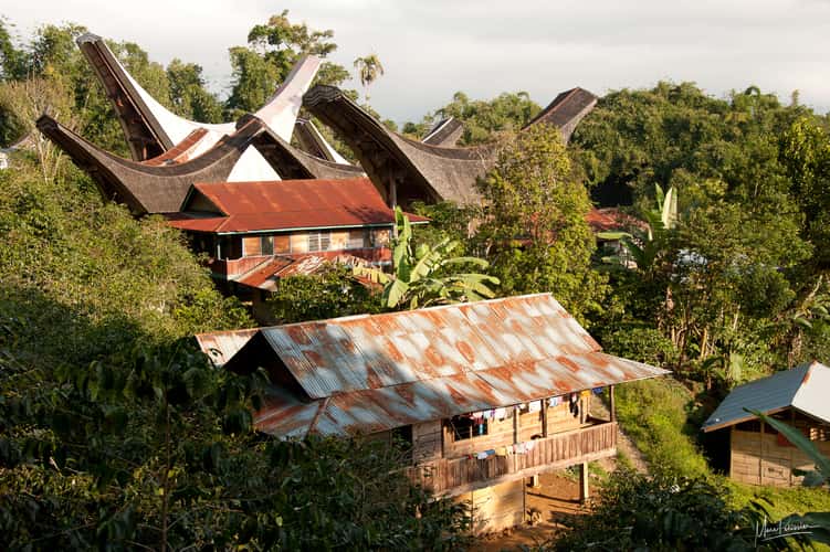 Toraja houses in jungle