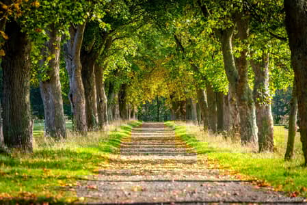 Tree alley near Bruchhausen, Siebengebirge