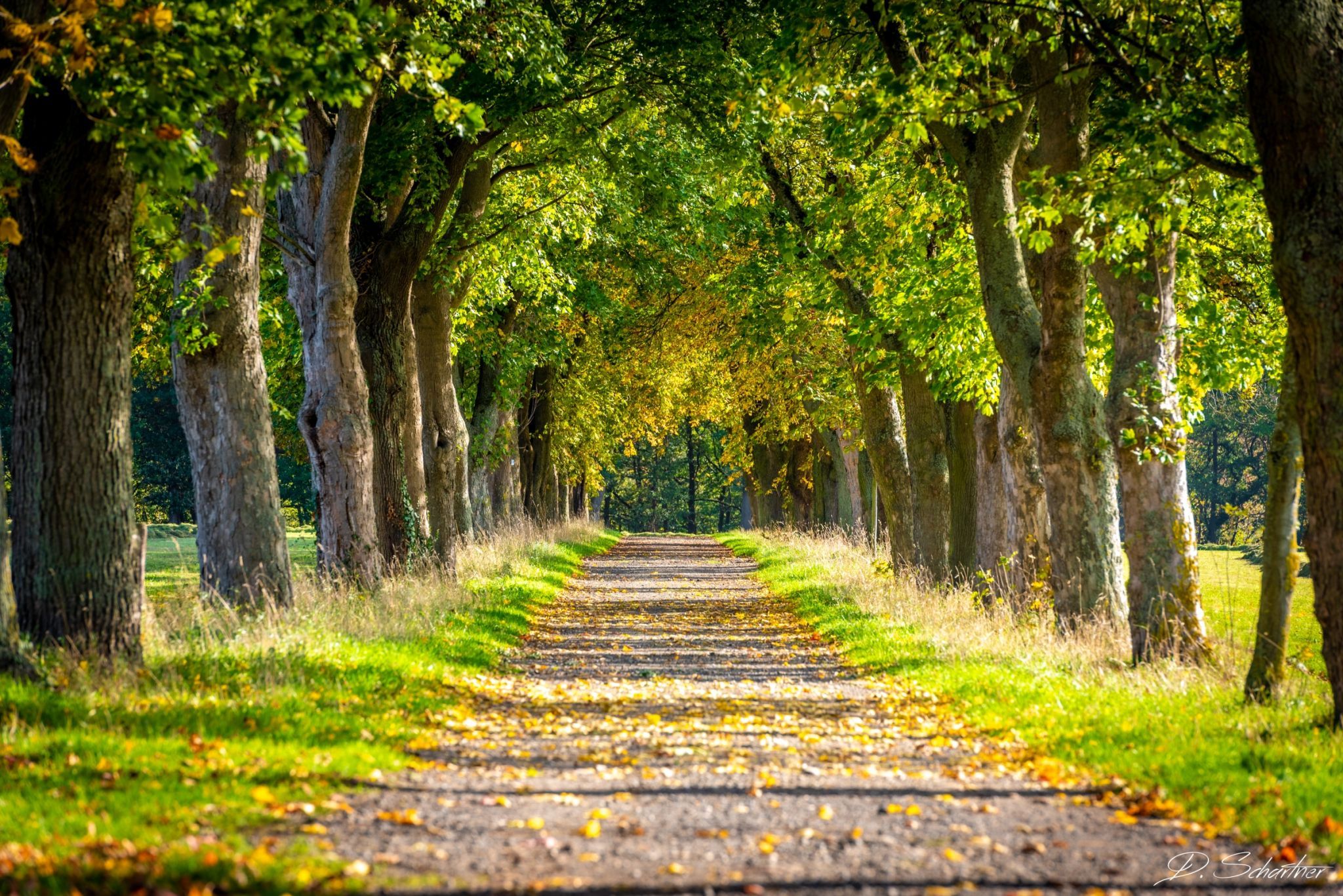 Tree alley near Bruchhausen, Siebengebirge, Germany