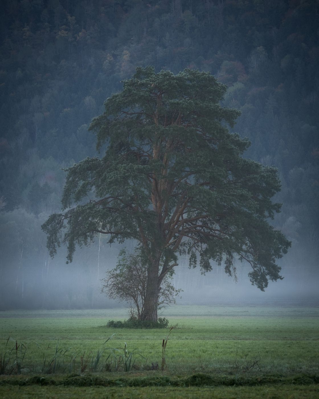 Tree in the field near to Shaan, Liechtenstein