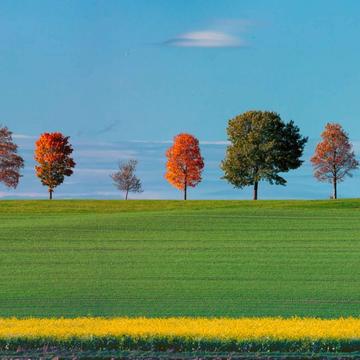 Treedream, Germany