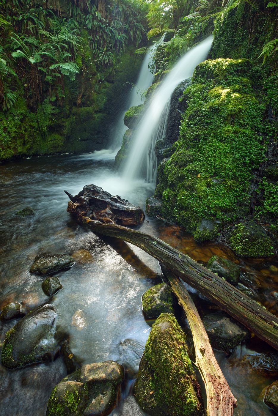 Venford woods, United Kingdom