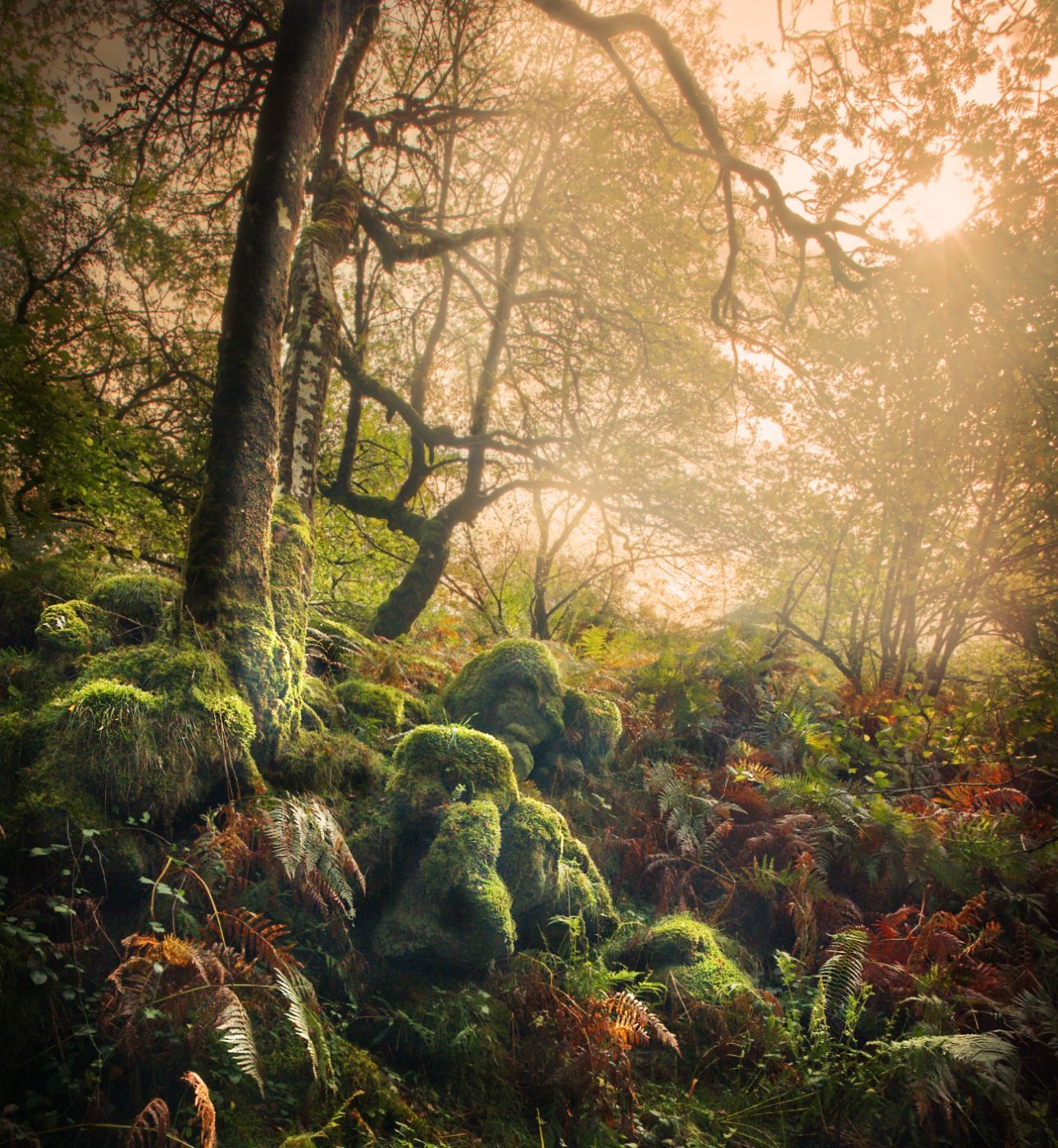Venford woods, United Kingdom