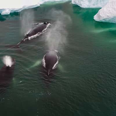 Whale watching from coast, Greenland