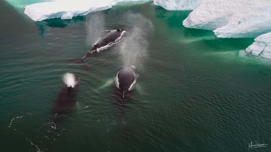 Whale watching from coast