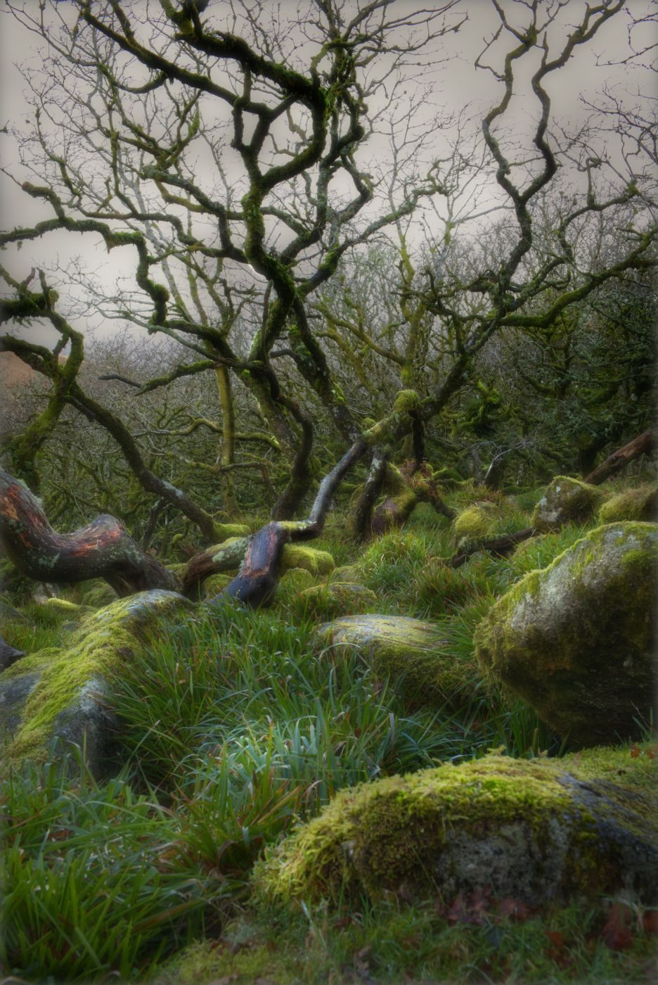 Wistman Woods, United Kingdom