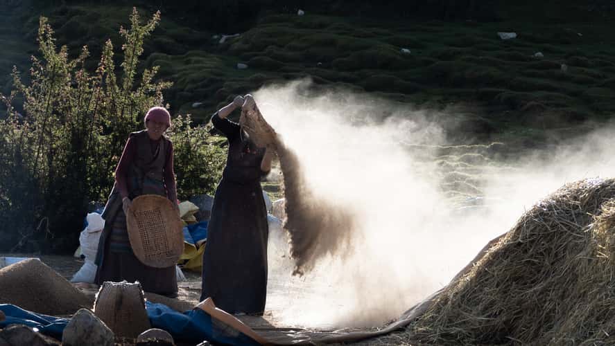 Working the harvest