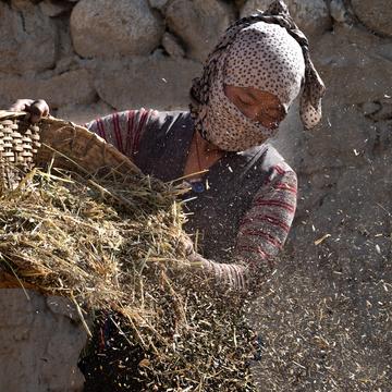 Working the harvest, Nepal
