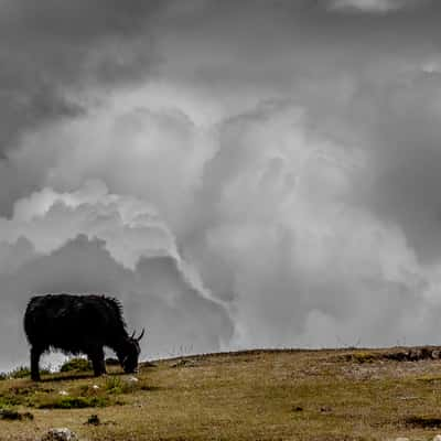 Yak in the clouds, Nepal