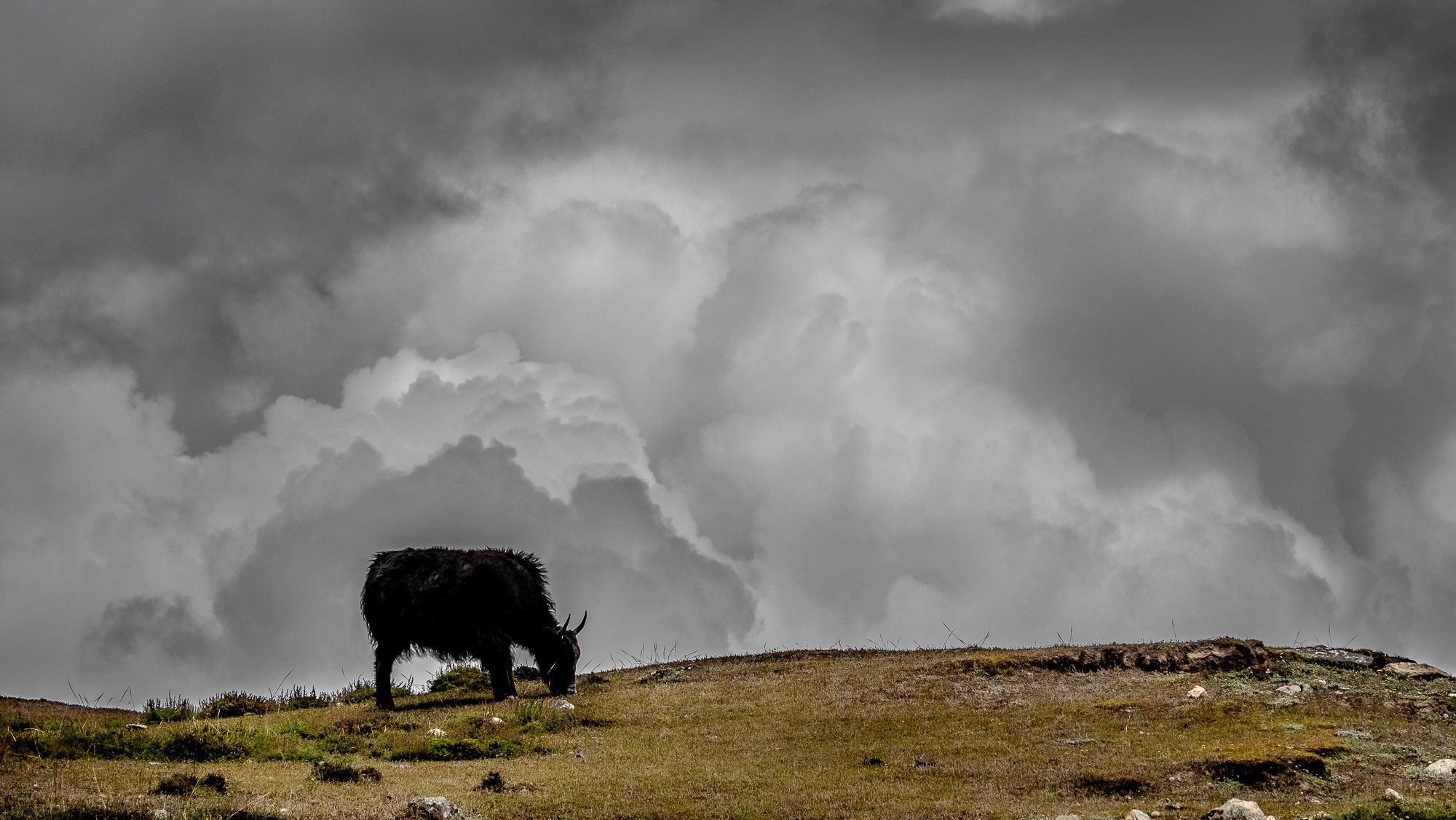 Yak in the clouds, Nepal