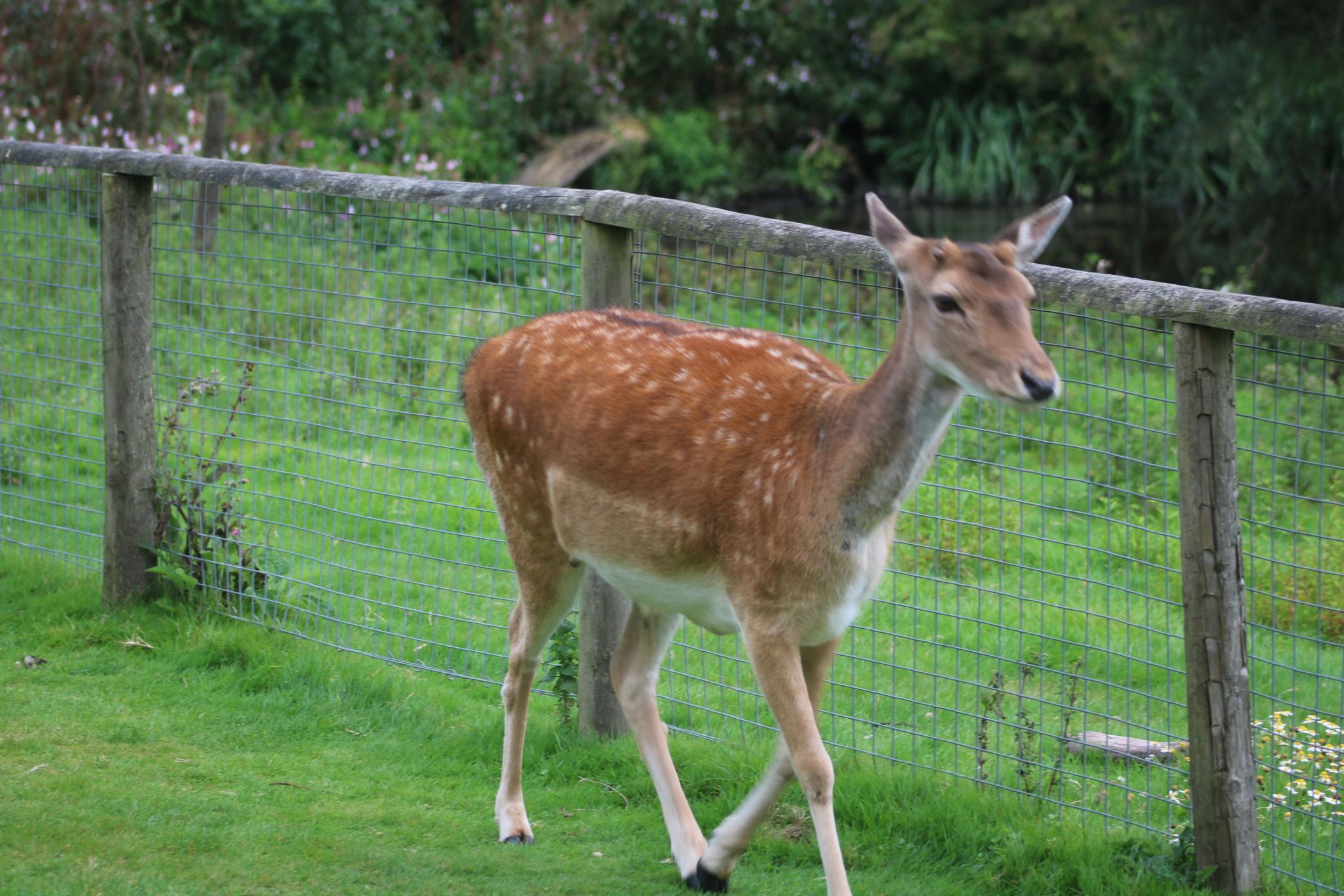 Zoo, United Kingdom