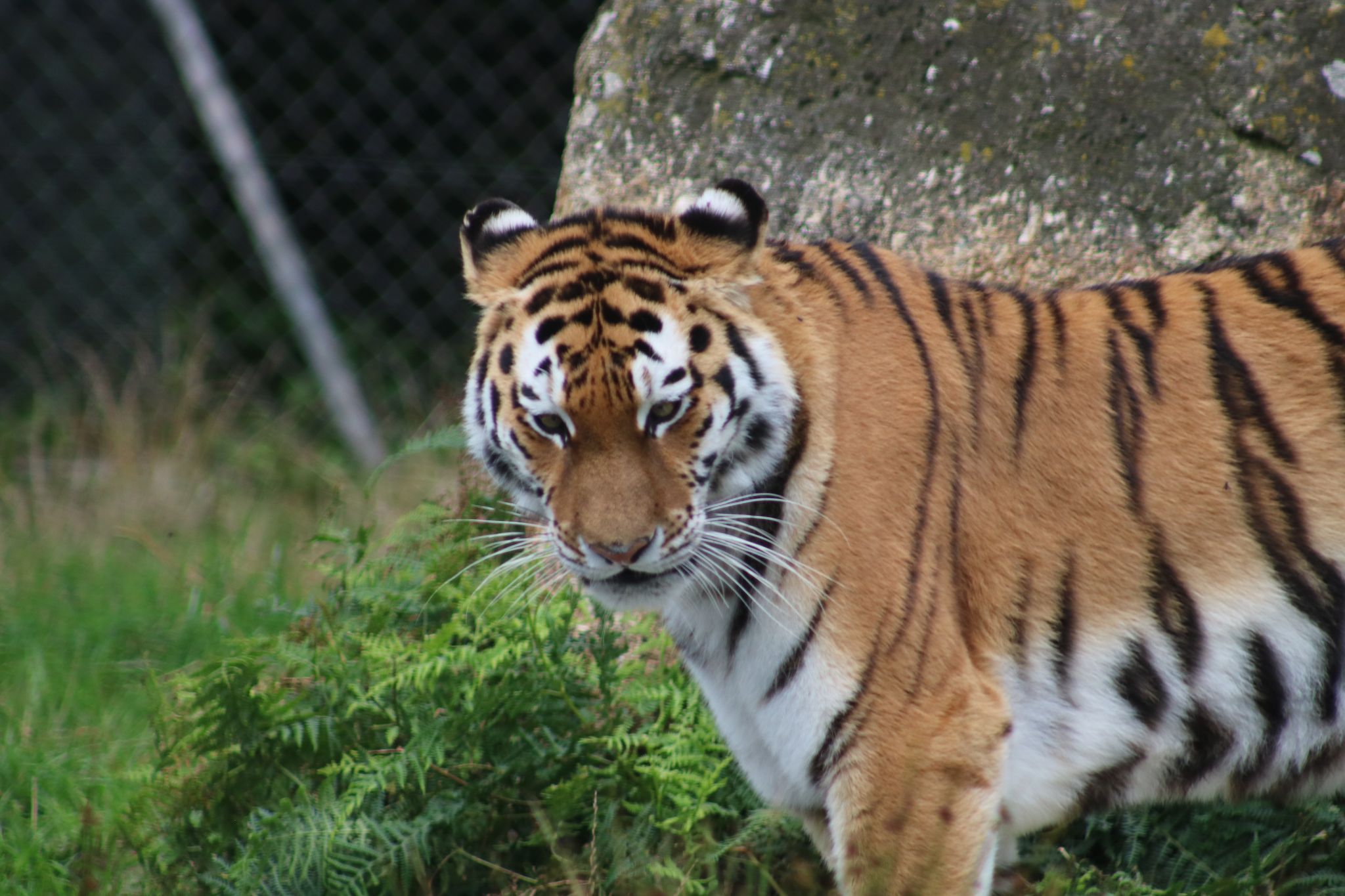 Zoo, United Kingdom