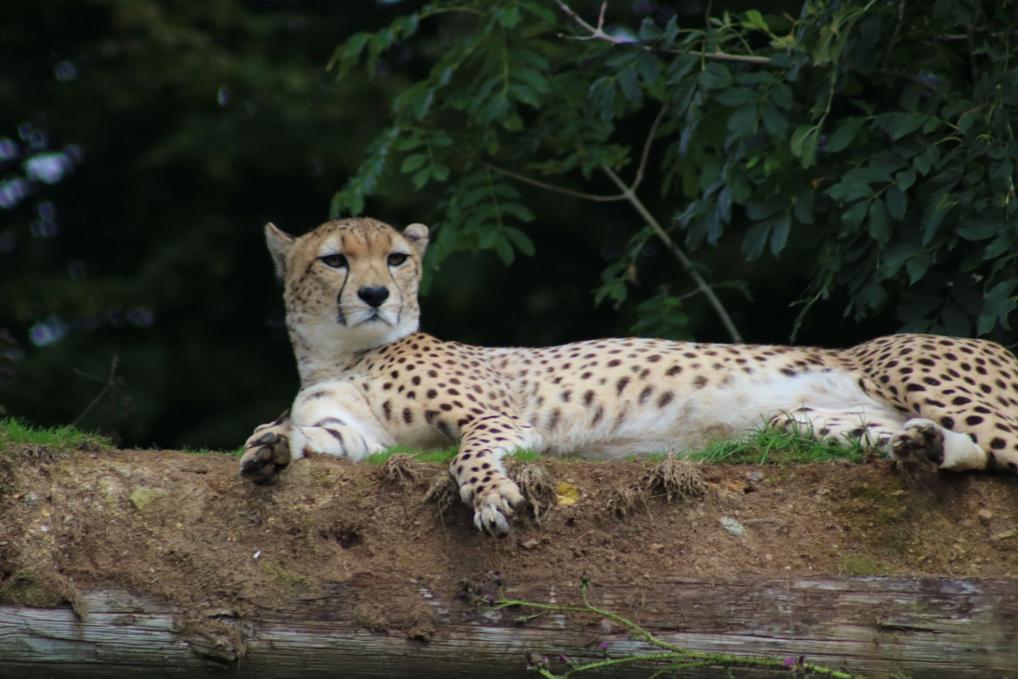 Zoo, United Kingdom