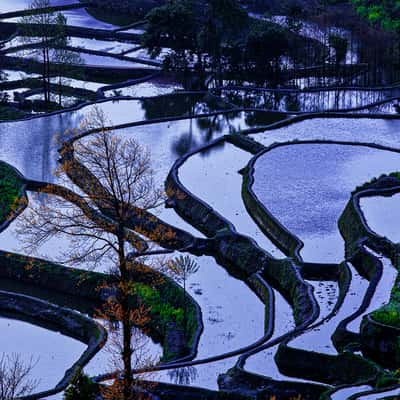 In the evening at the rice terraces, China