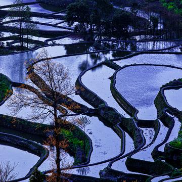 In the evening at the rice terraces, China